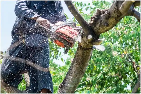 tree services Wrigley